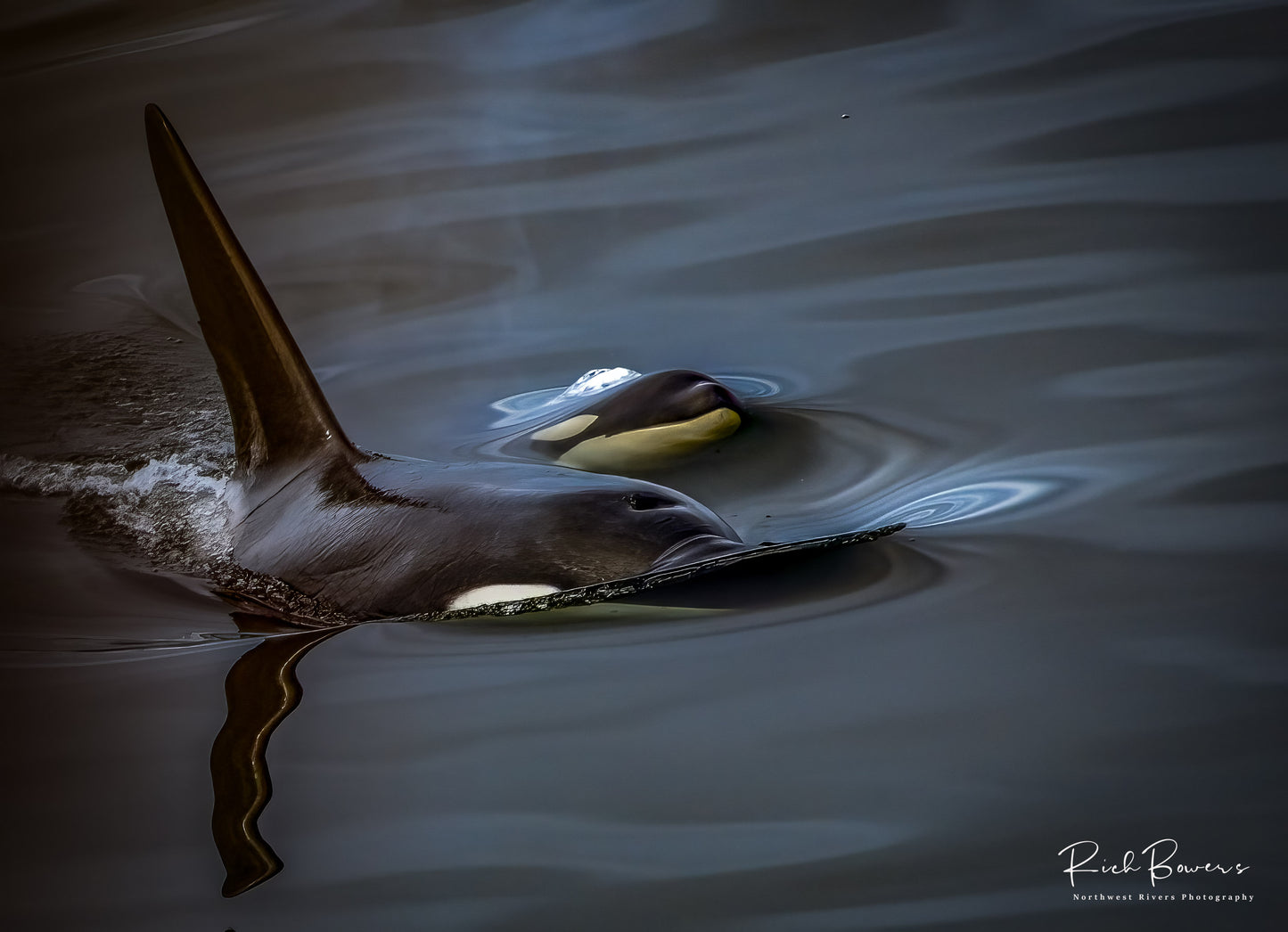 Orcas