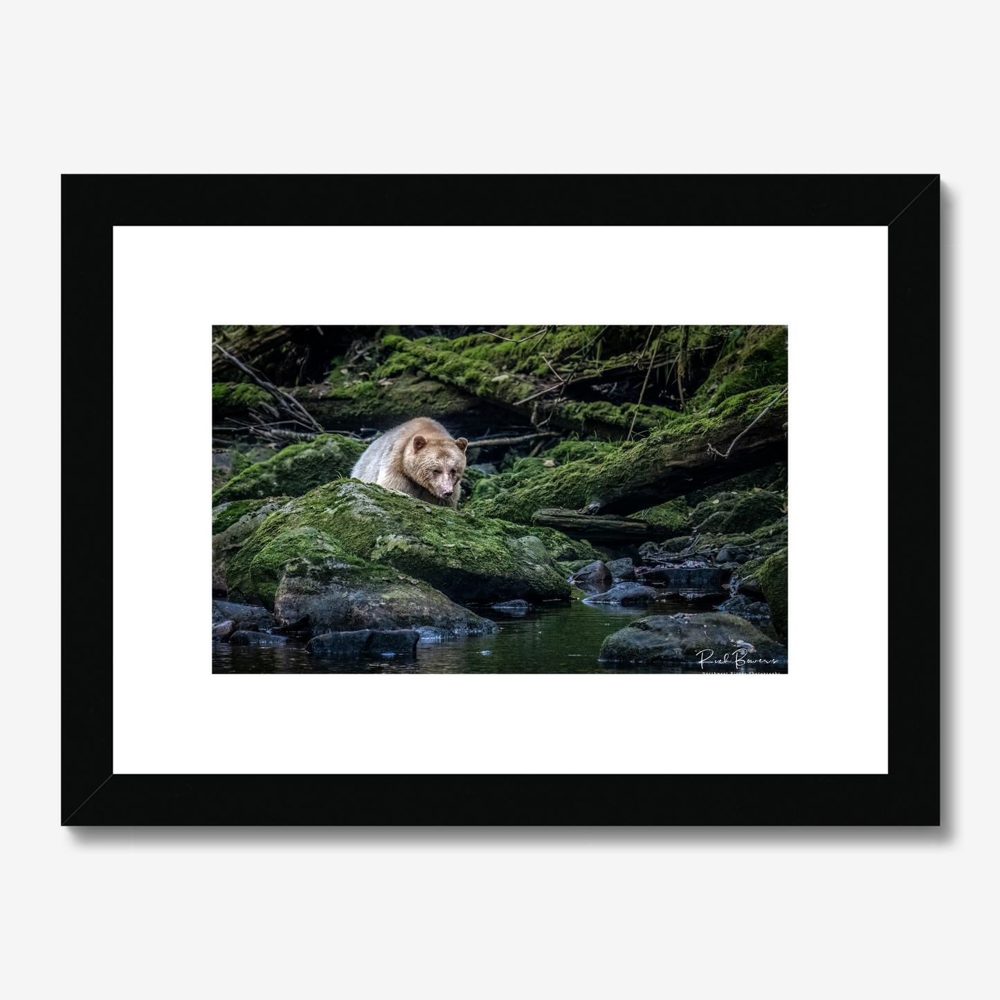 Spirit Bear