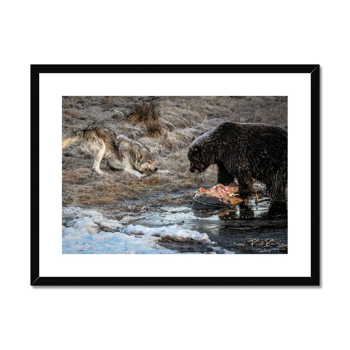 Yellowstone Wolf and Bear