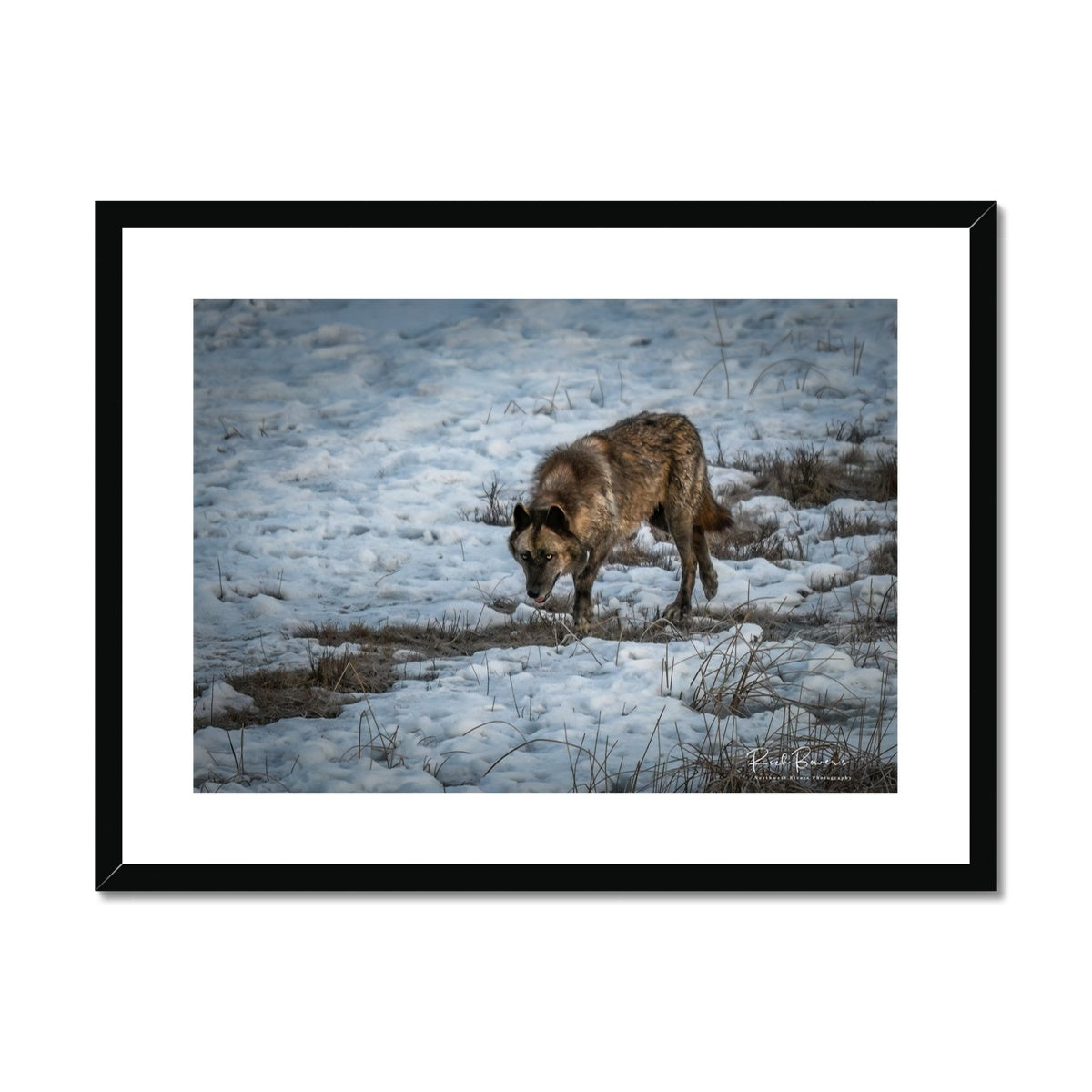 Yellowstone Wolf 1