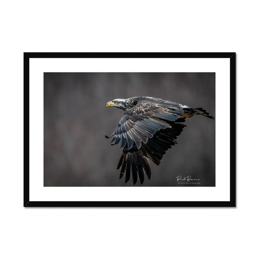 Young Eagle in Flight I