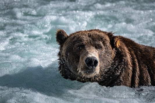 Brooks Falls Bear in the Bubbles