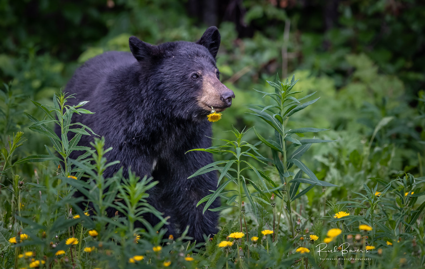 Black Bear with Dandelion