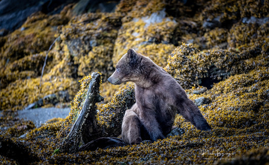 Bear on the Beach