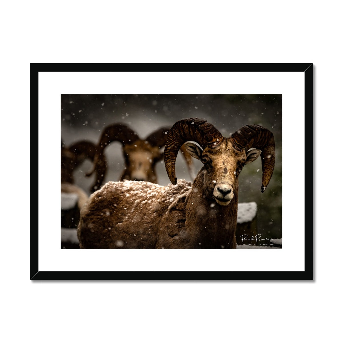 Bighorn Sheep in Snowstorm, Sylvan Pass, Yellowstone