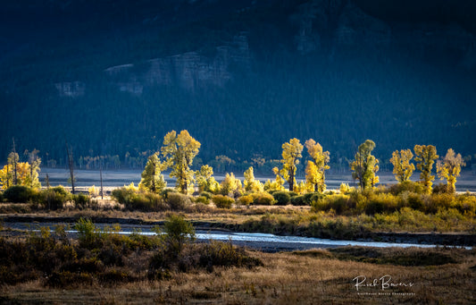 Glowing trees along the Lamar River