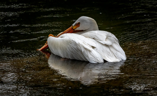 Madison River Pelican