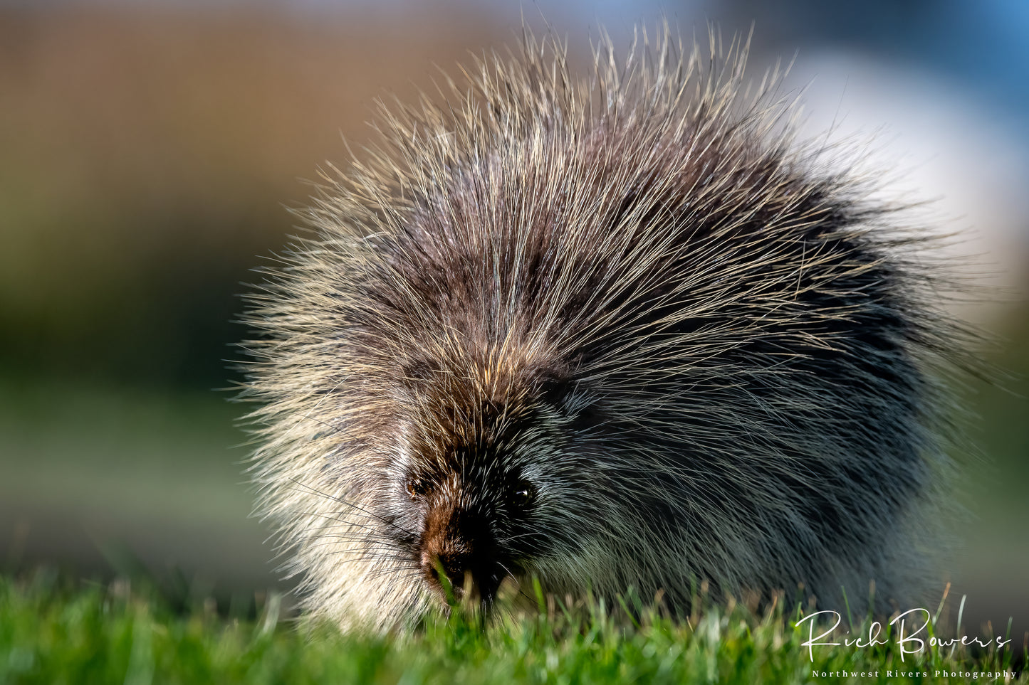 Prickly Situation