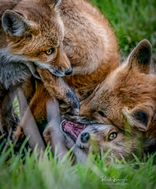Scrum!