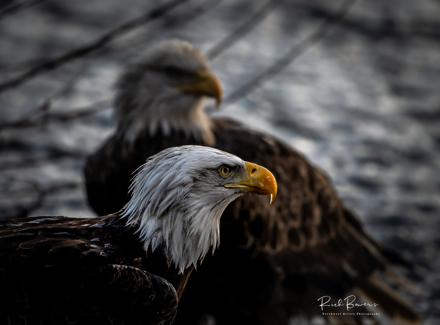 Eagles Hunting for Salmon