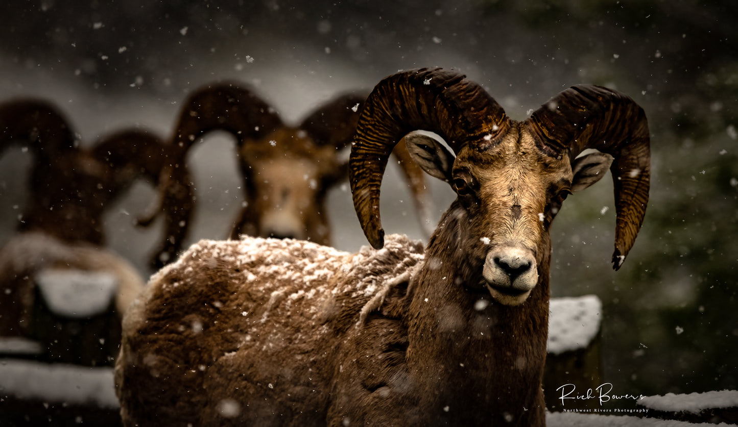 Bighorn Sheep in Snowstorm, Sylvan Pass, Yellowstone