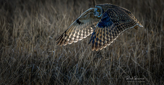 Short-eared Owl Hunting at Sunrise