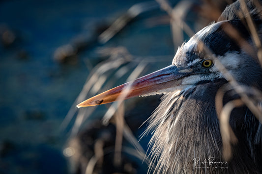 Heron on the Edge