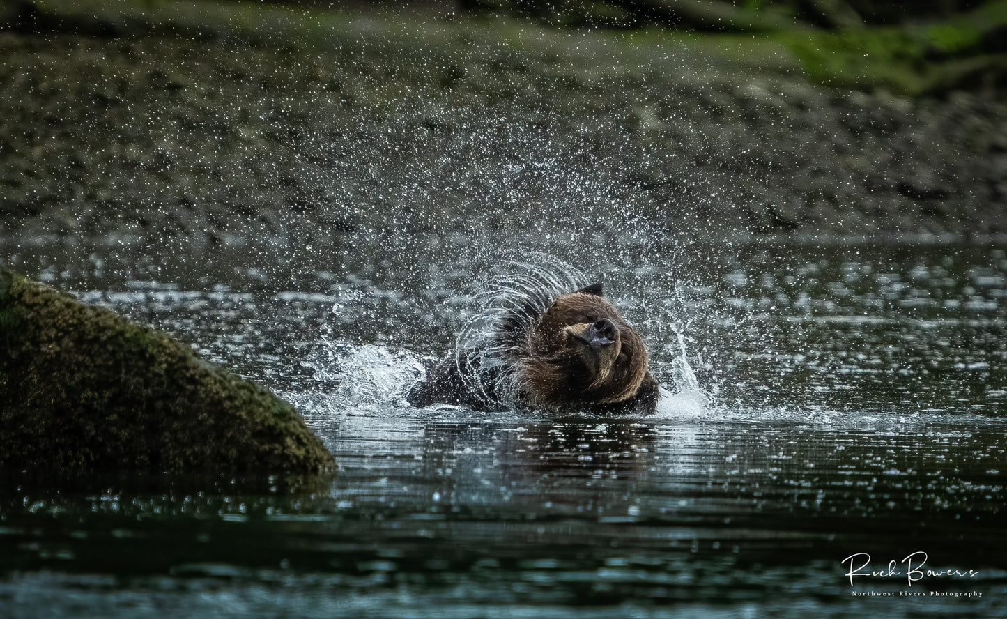 Shaky Bear