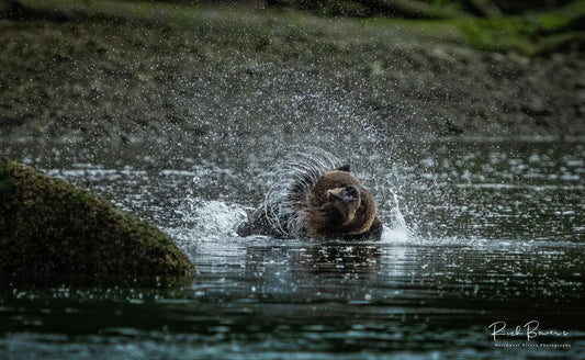 Shaky Bear