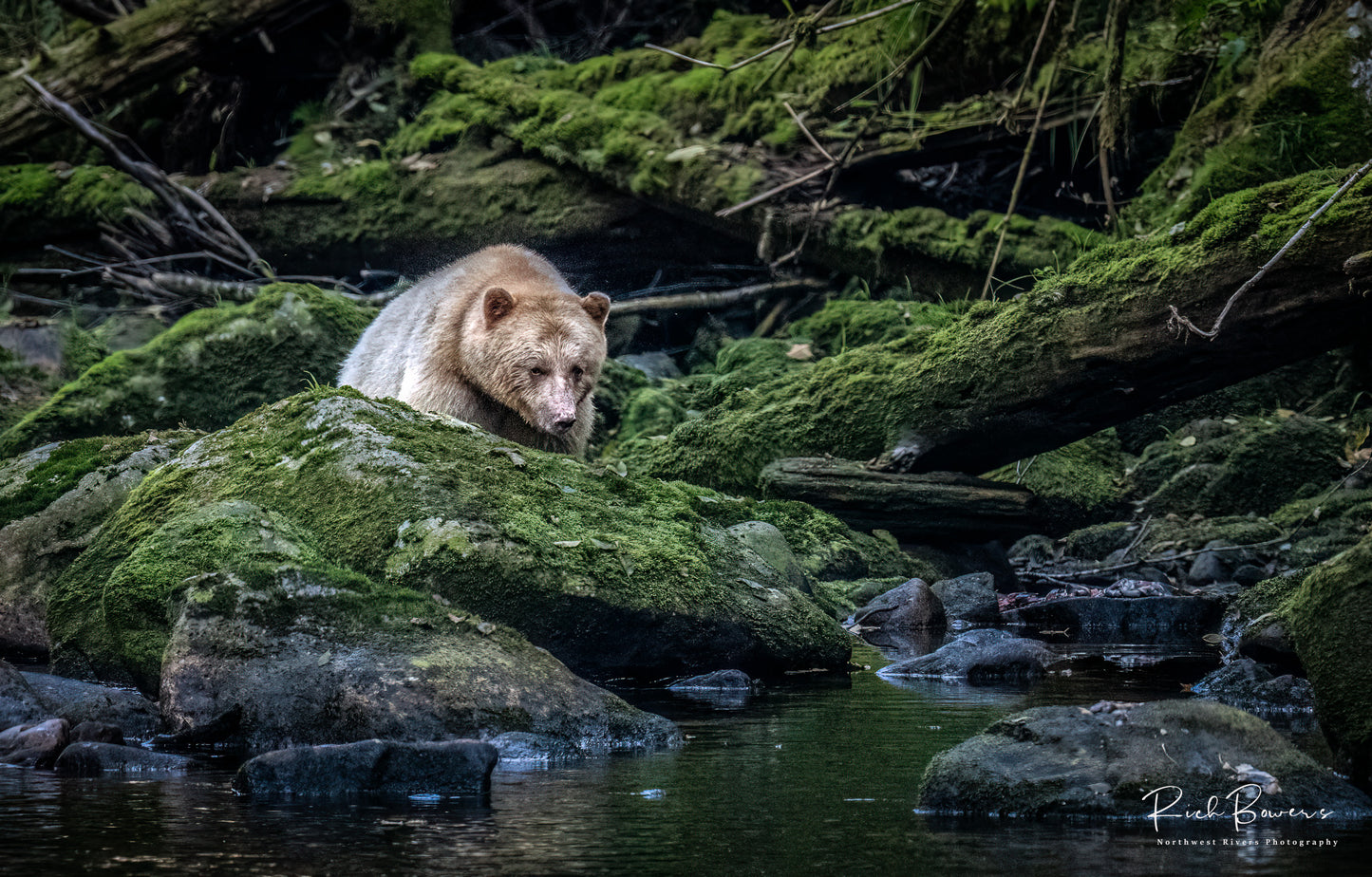 Spirit Bear