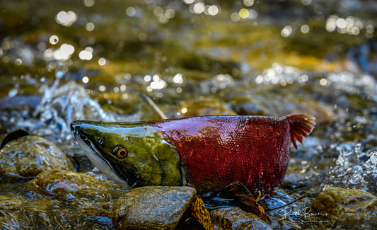 Upstream Sockeye Salmon