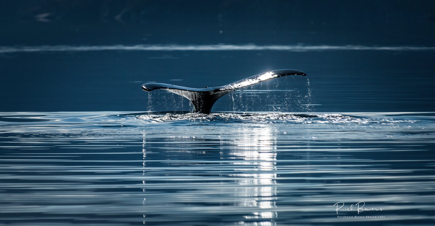 Whale Tail