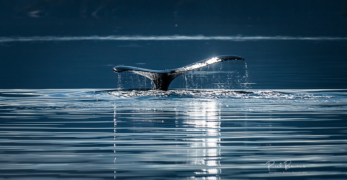 Whale Tail