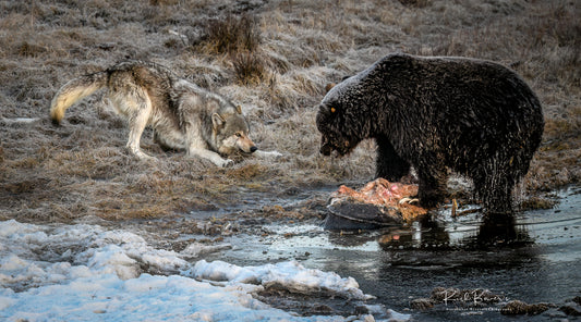 Yellowstone Wolf and Bear