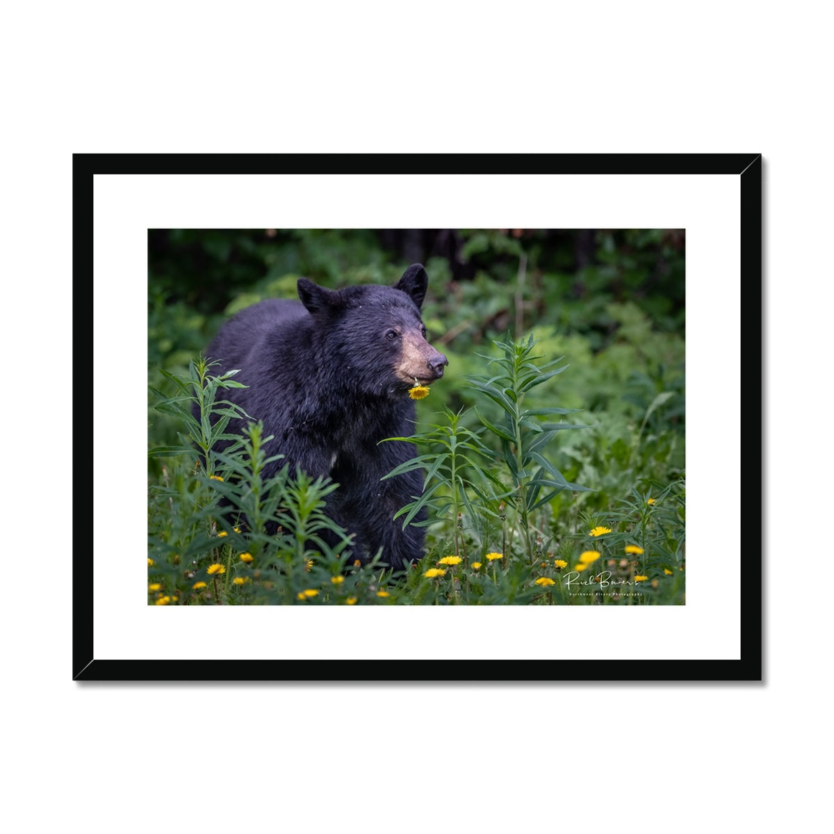 Black Bear with Dandelion