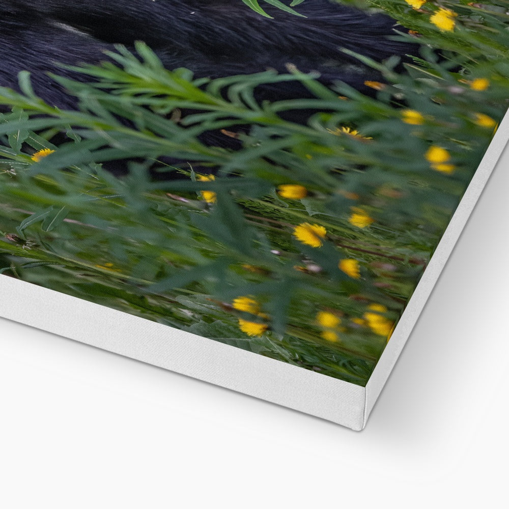 Black Bear with Dandelion