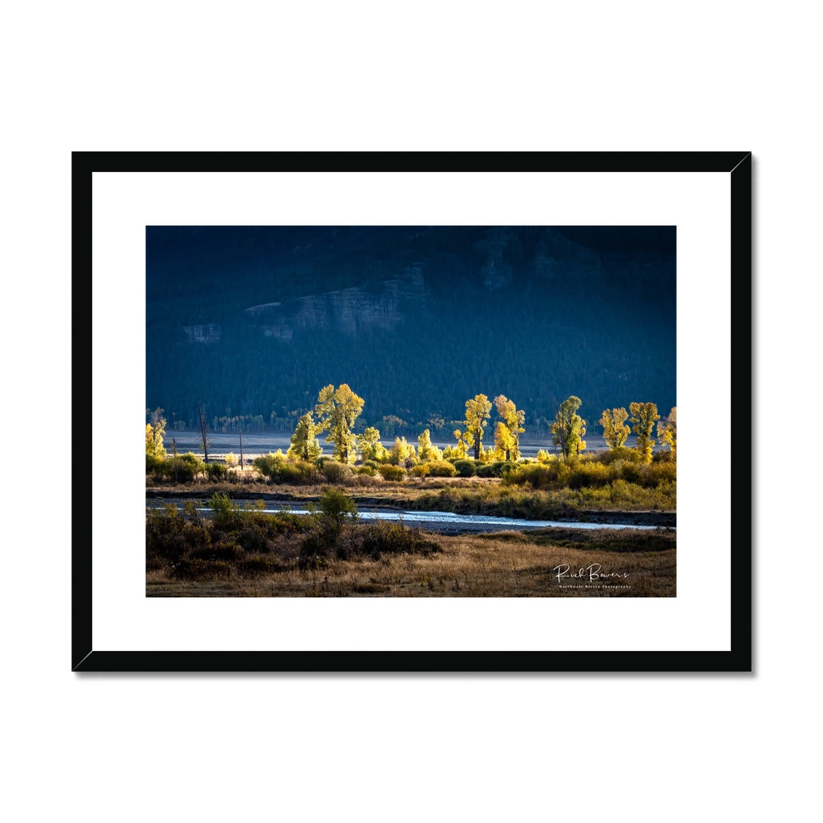 Glowing trees along the Lamar River