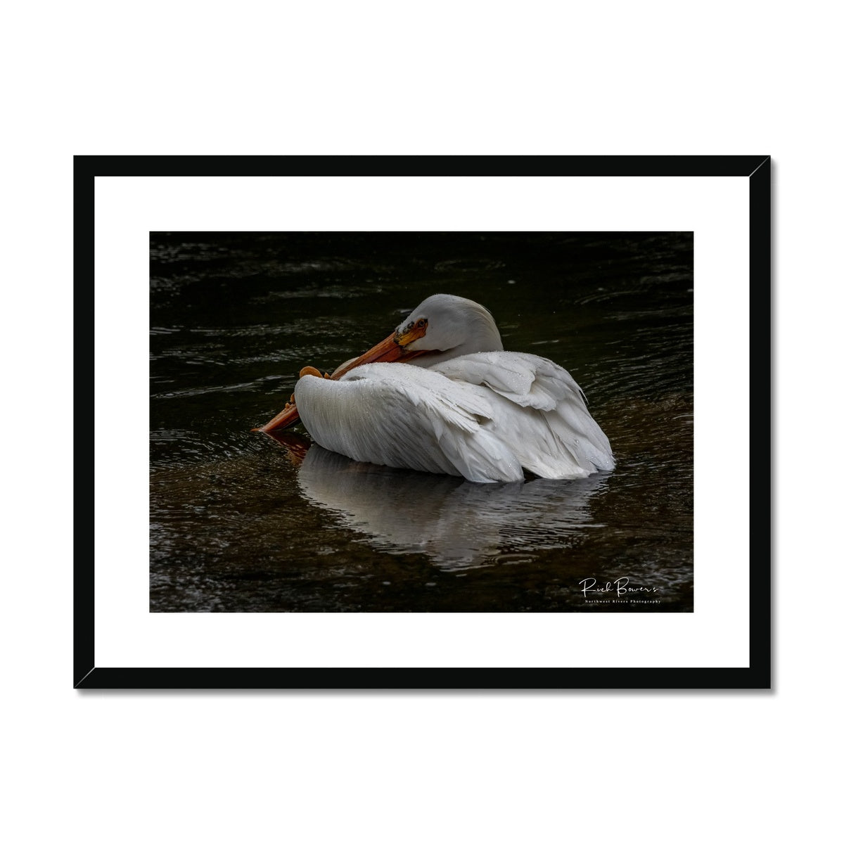 Madison River Pelican