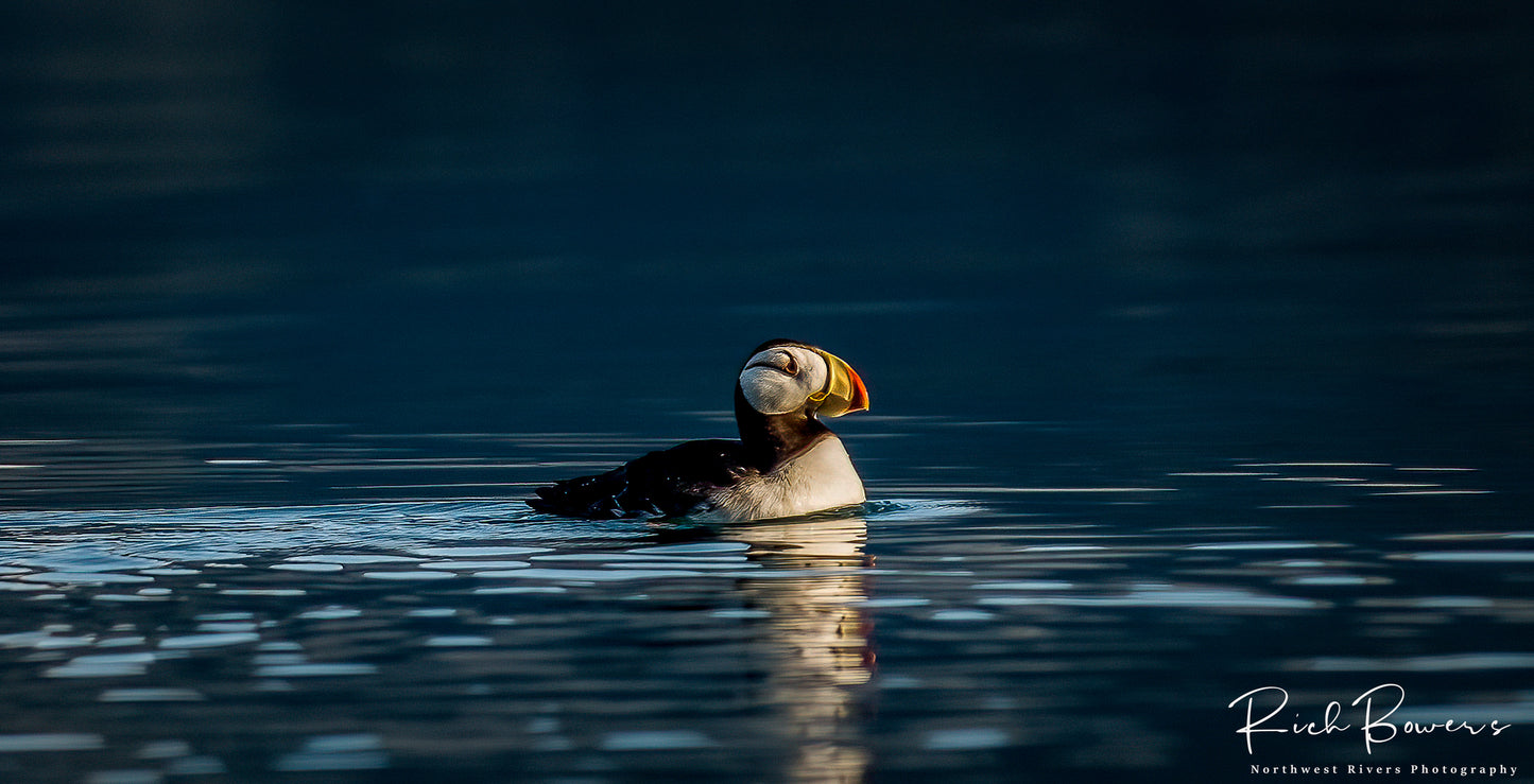 Puffin
