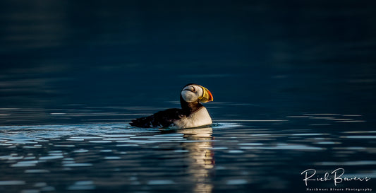 Puffin