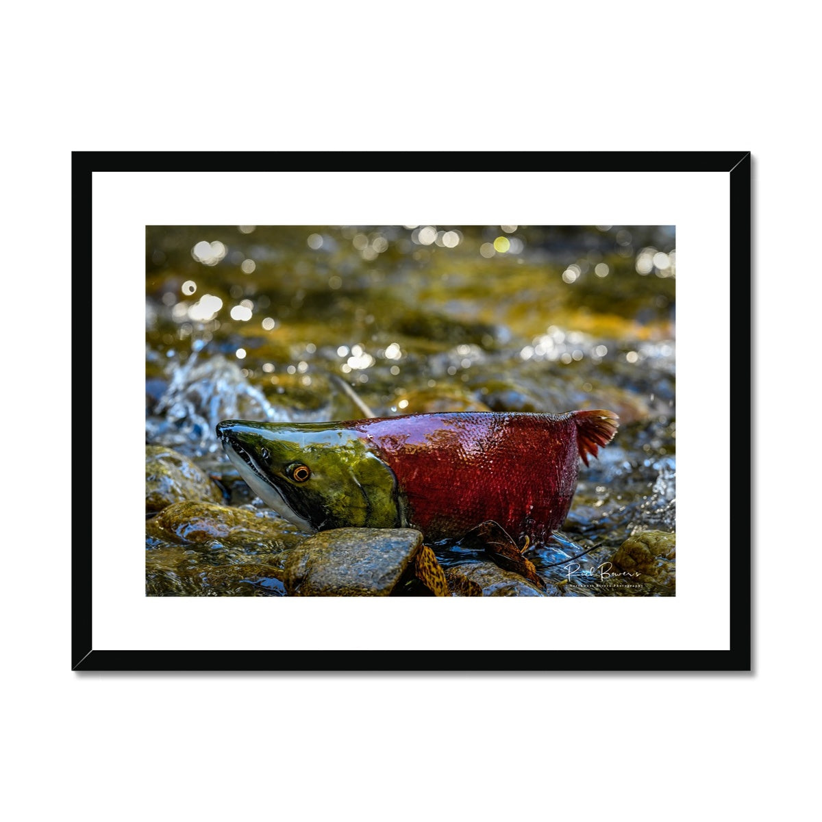 Upstream Sockeye Salmon