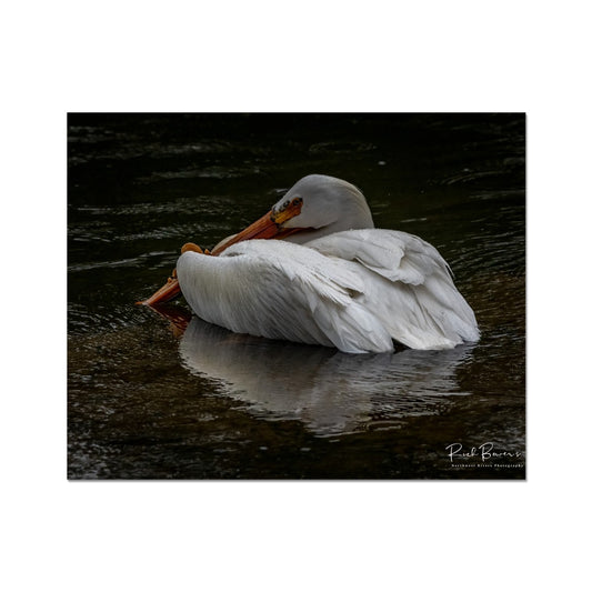 Madison River Pelican