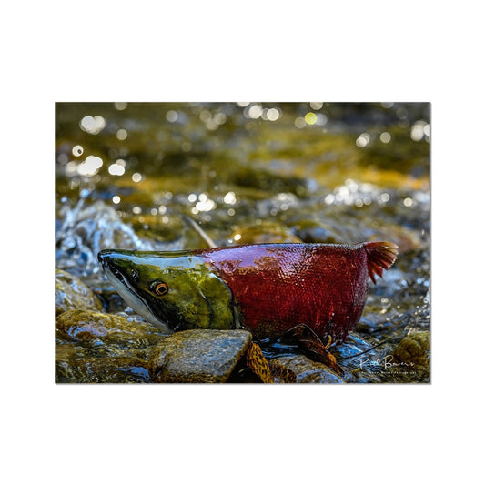 Upstream Sockeye Salmon