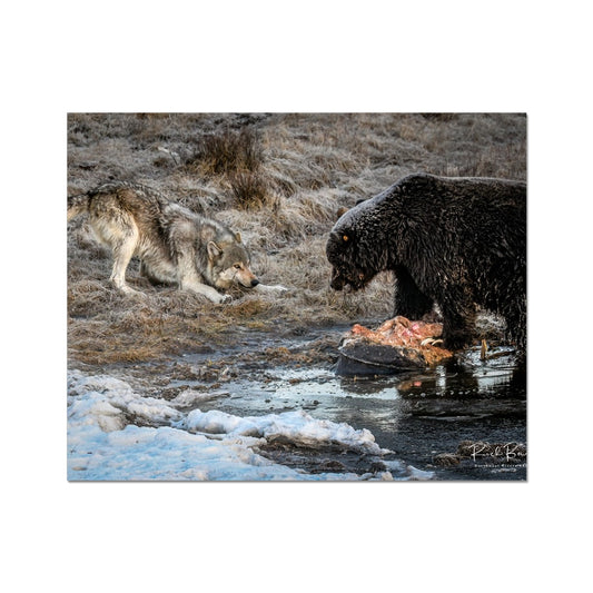 Yellowstone Wolf and Bear