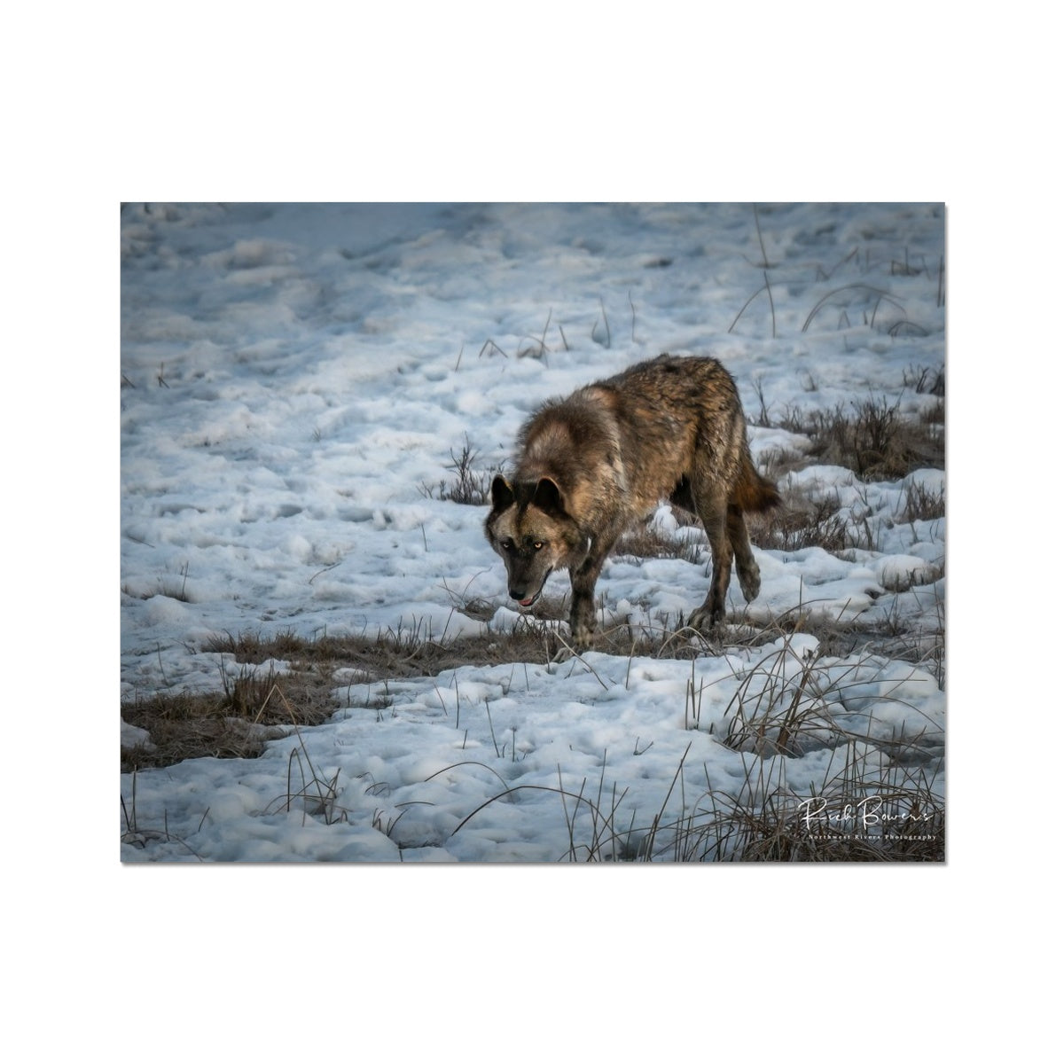 Yellowstone Wolf 1