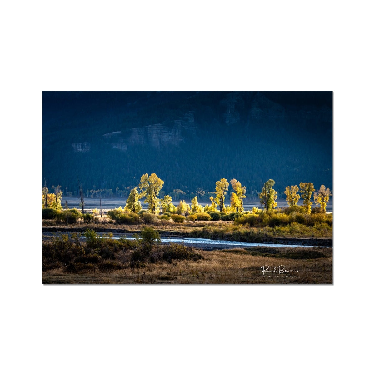 Glowing trees along the Lamar River